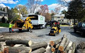 Best Tree Fertilization  in Ramsey, MN