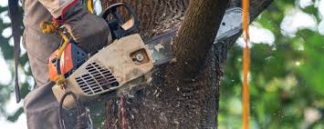 Best Hazardous Tree Removal  in Ramsey, MN