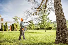 How Our Tree Care Process Works  in  Ramsey, MN