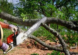 Best Tree Disease Treatment  in Ramsey, MN