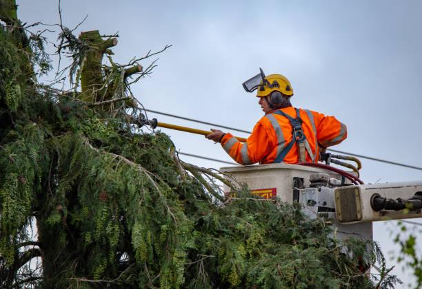 Best Tree Removal  in Ramsey, MN