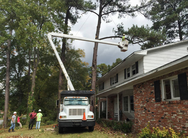 Best Emergency Tree Removal  in Ramsey, MN