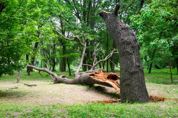 Best Storm Damage Tree Cleanup  in Ramsey, MN