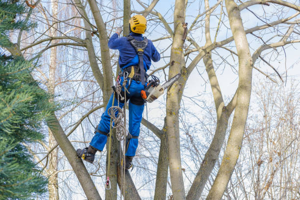 Best Utility Line Clearance  in Ramsey, MN