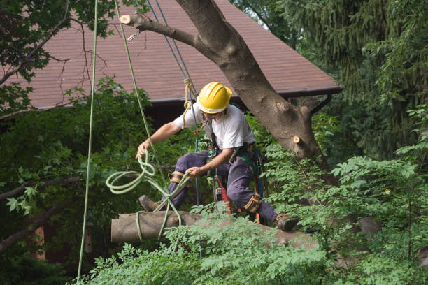 Tree and Shrub Care in Ramsey, MN