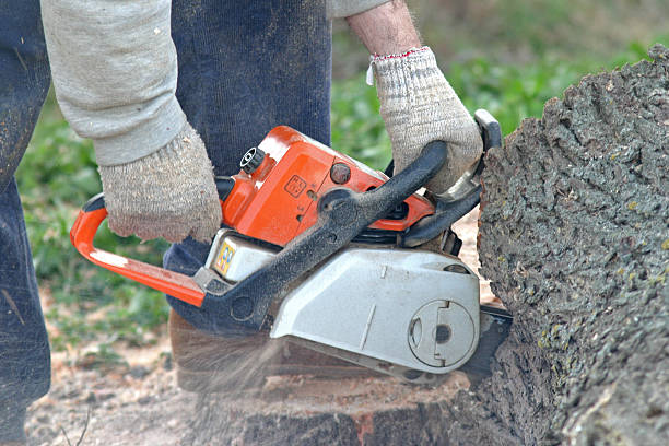 Best Fruit Tree Pruning  in Ramsey, MN